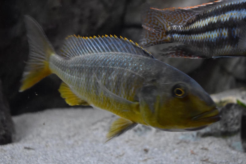 Buccochromis rhoadesii
